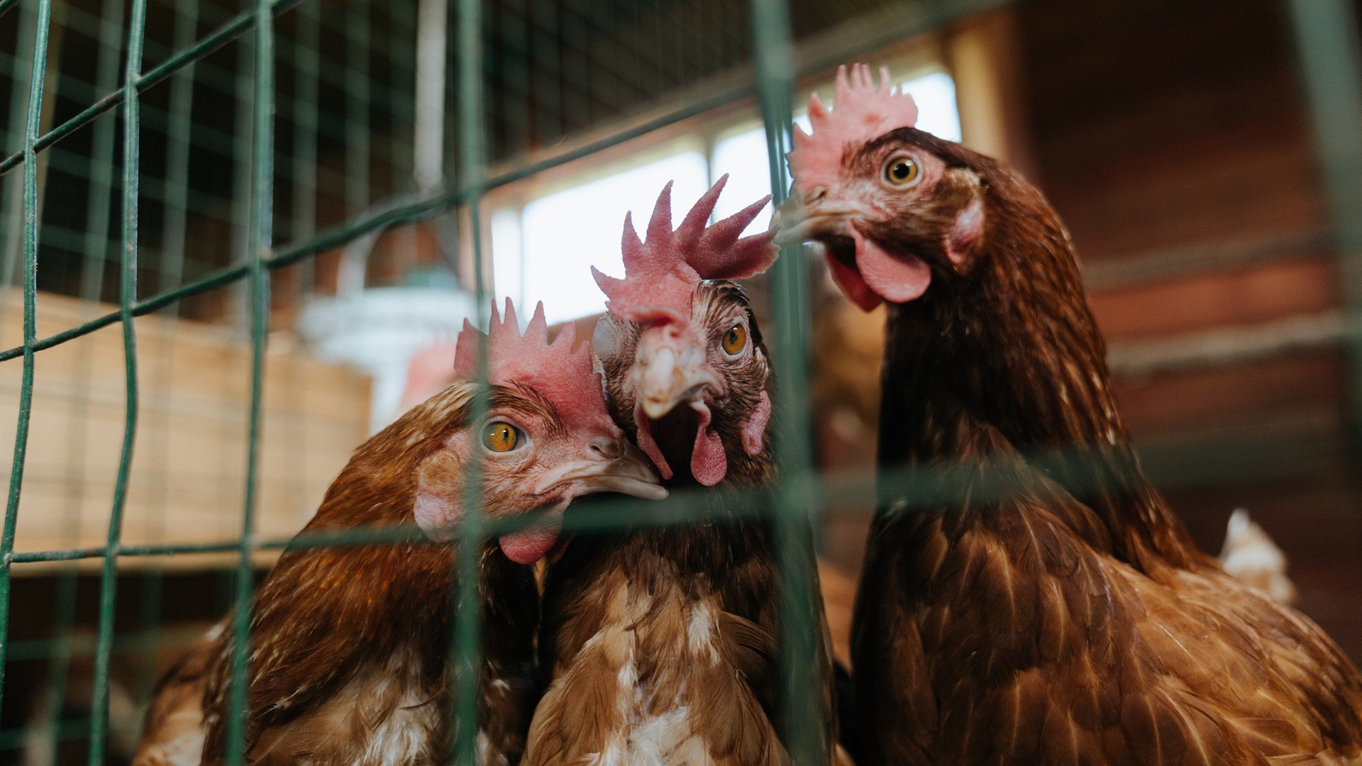 重庆当代对阵广州恒大,双方对决将擦出何种火花?,恒大 重庆 冲突