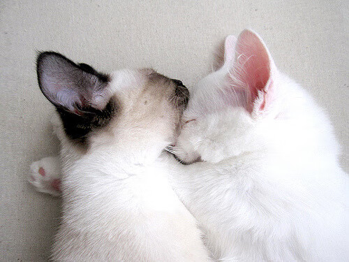 马耳他遭遇连败，欧洲杯前景蒙上阴影，2020欧洲杯荷兰北马其顿