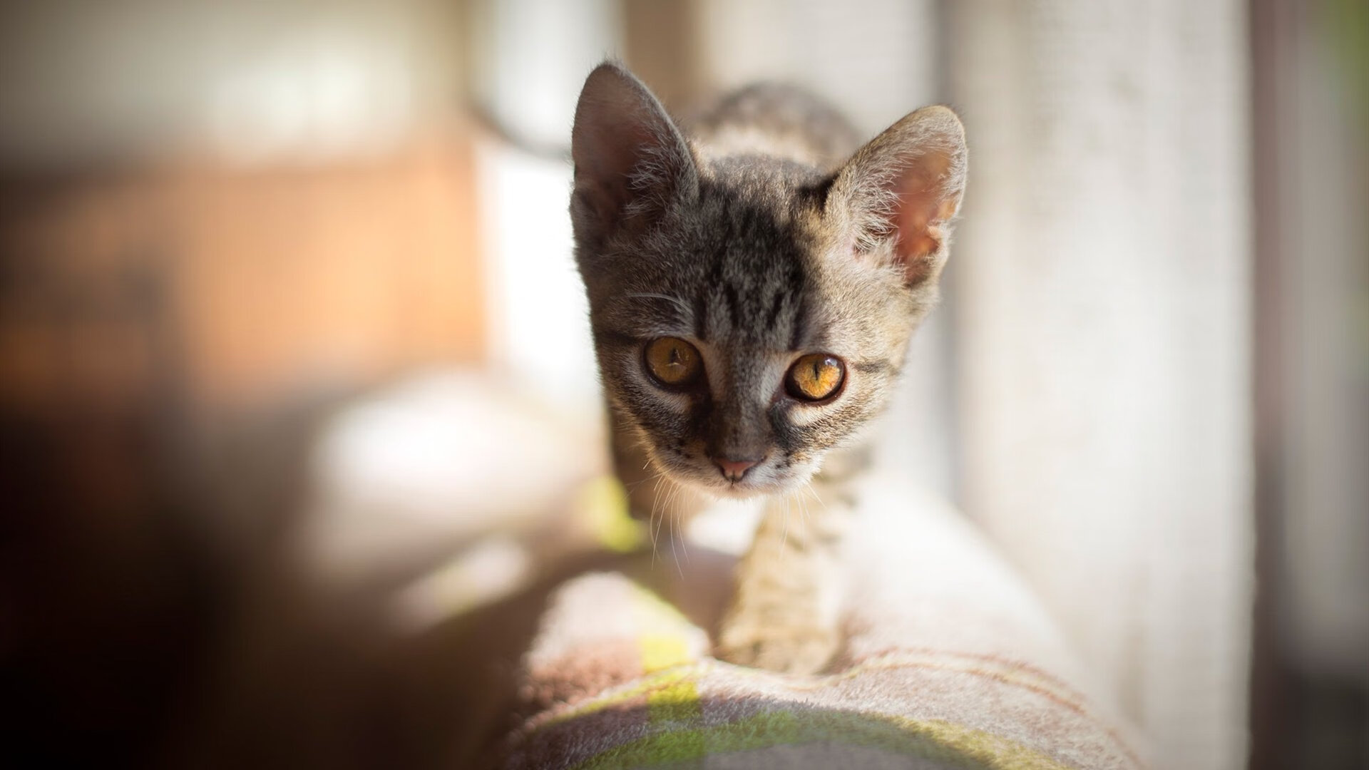 中国篮球青少年篮球培训机构发展现状,青少年篮球培训机构未来发展趋势