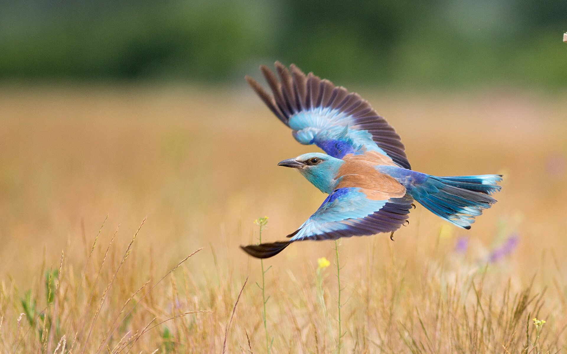 中小学体育课程内容标准化研究,中小学体育课程设计