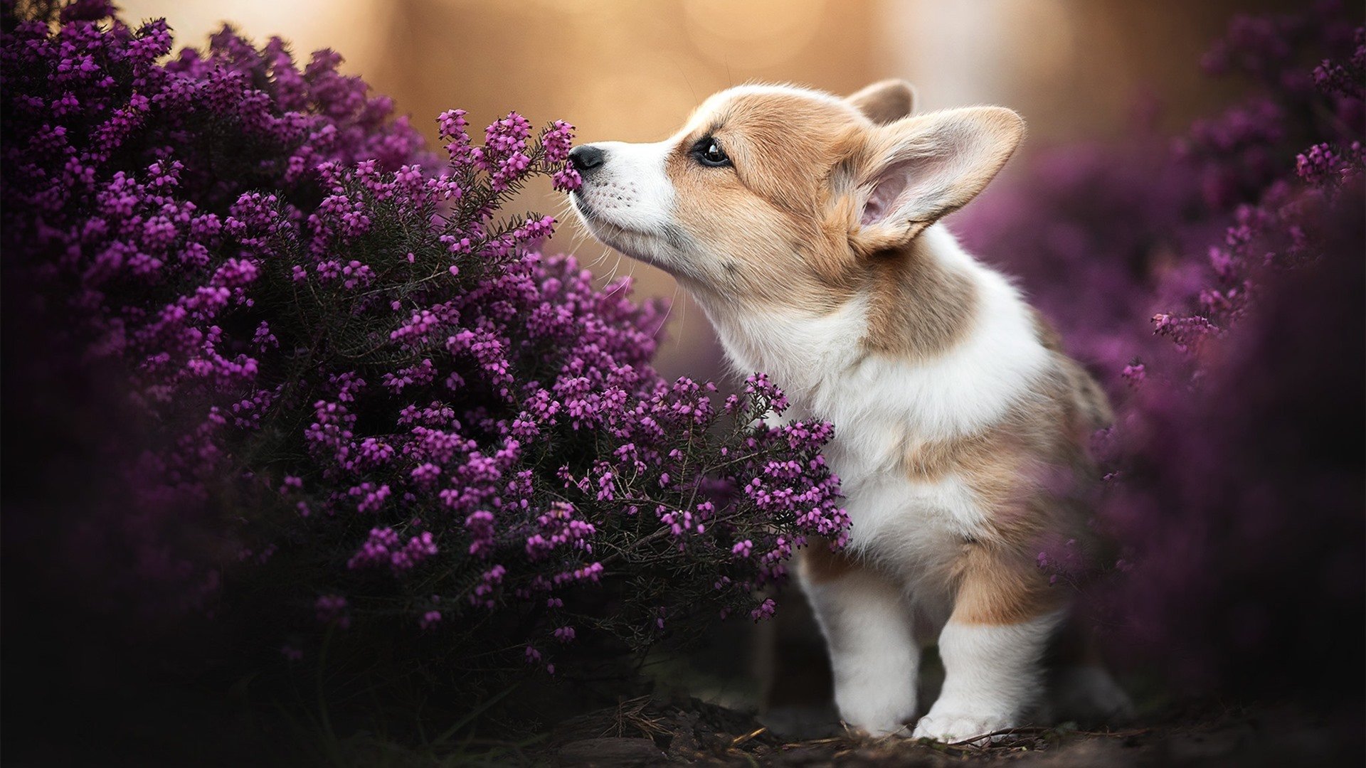 爱游戏娱乐平台-英超裁判使用语义回溯工具回顾判罚逻辑一致性，2021赛季英超裁判