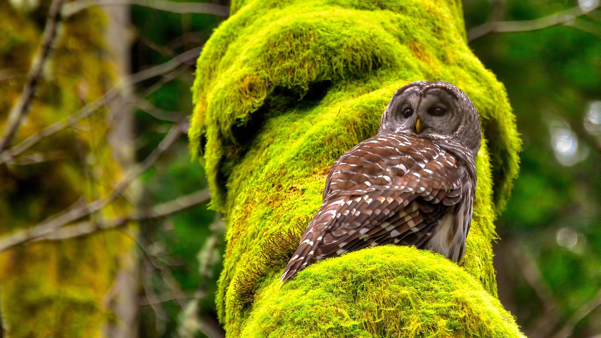 “电动冲浪:2025世界运动会带来马鞍山赛场的全新水上体验”