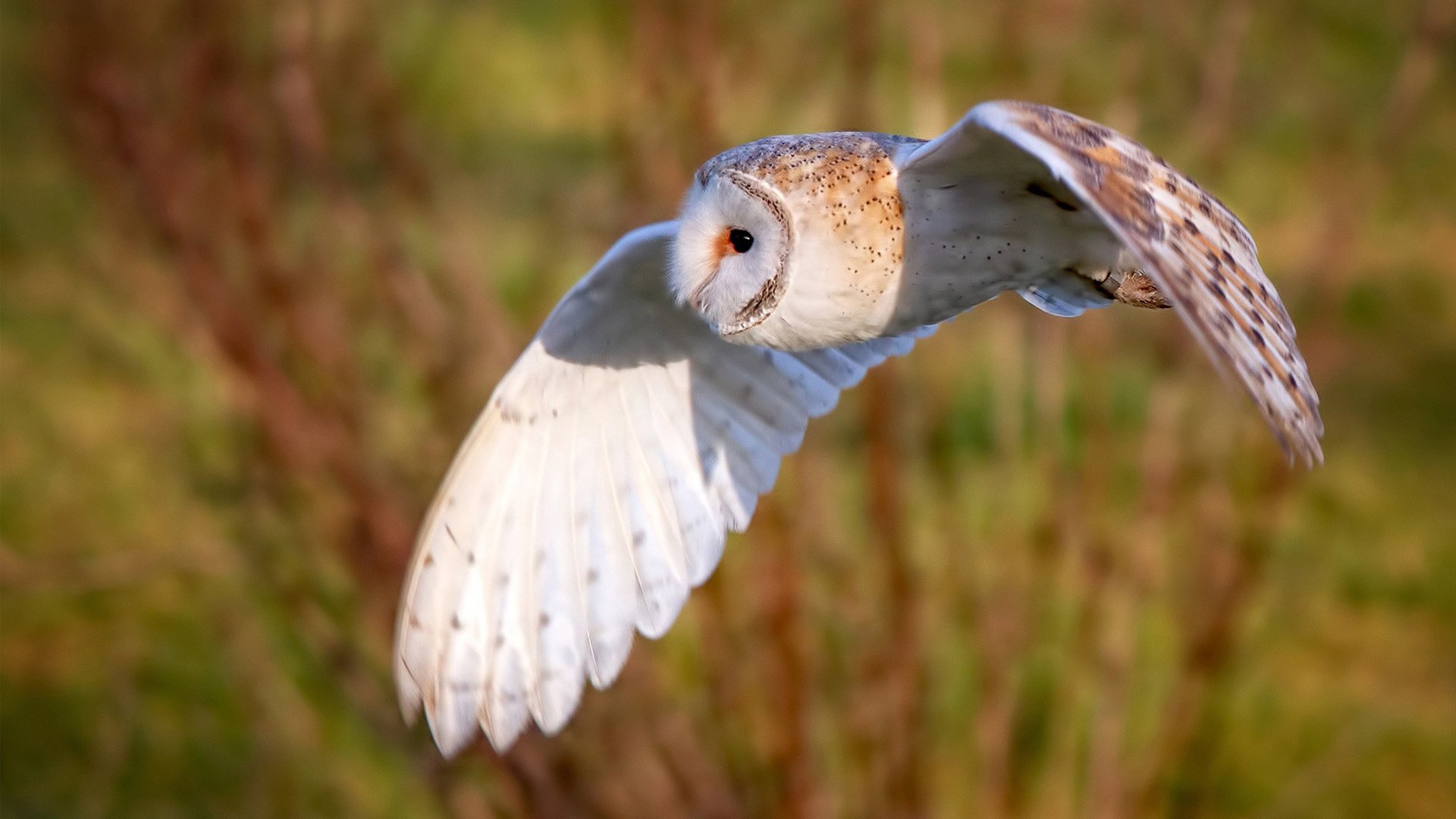 中国男篮为何仍难突破亚洲强队壁垒,中国男篮为什么要打亚洲杯预选赛