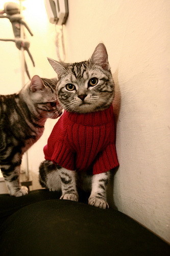 亚冠联赛国家队逆袭 球迷集体点赞,亚冠球队回国了吗