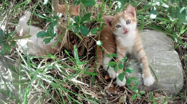 爱游戏官方-国家队锋线球员对抗能力短板明显，国家队最强锋线