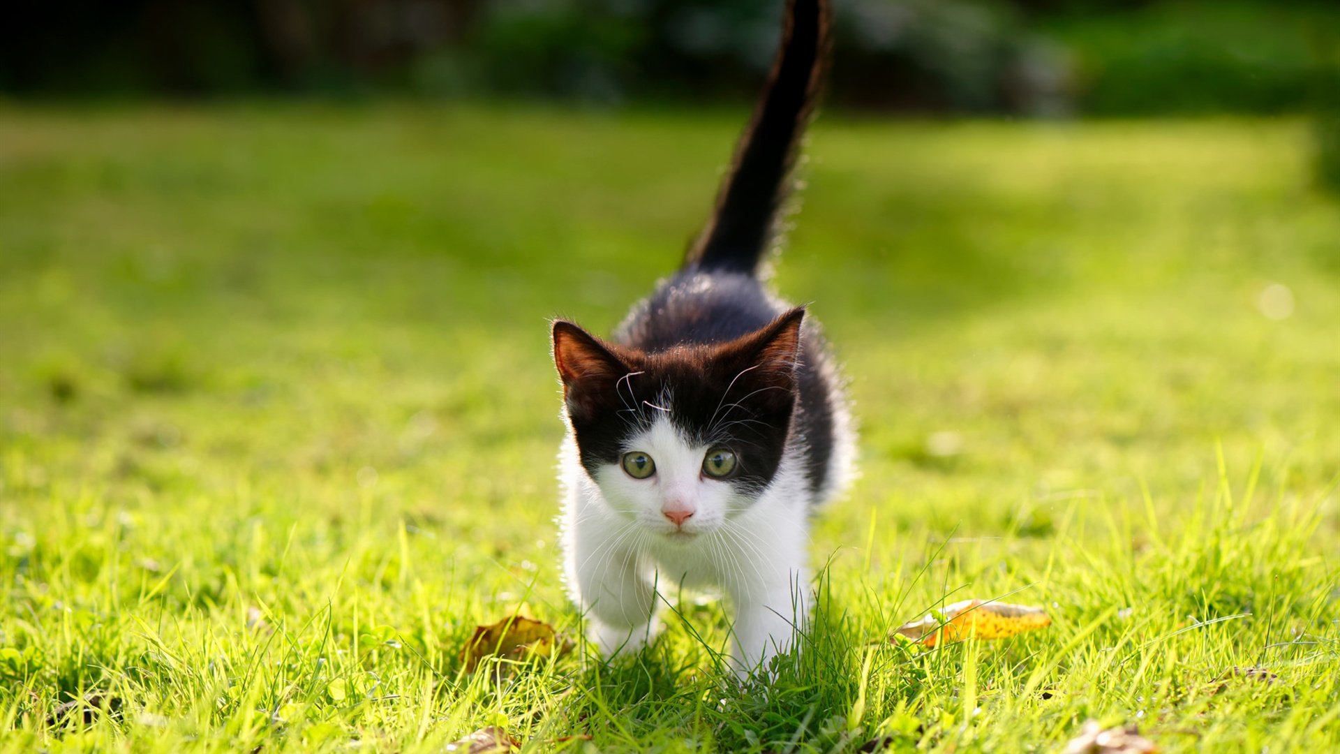 爱游戏体育-数据揭示：美选手滑行略长但转身略慢，美国滑手nyjah