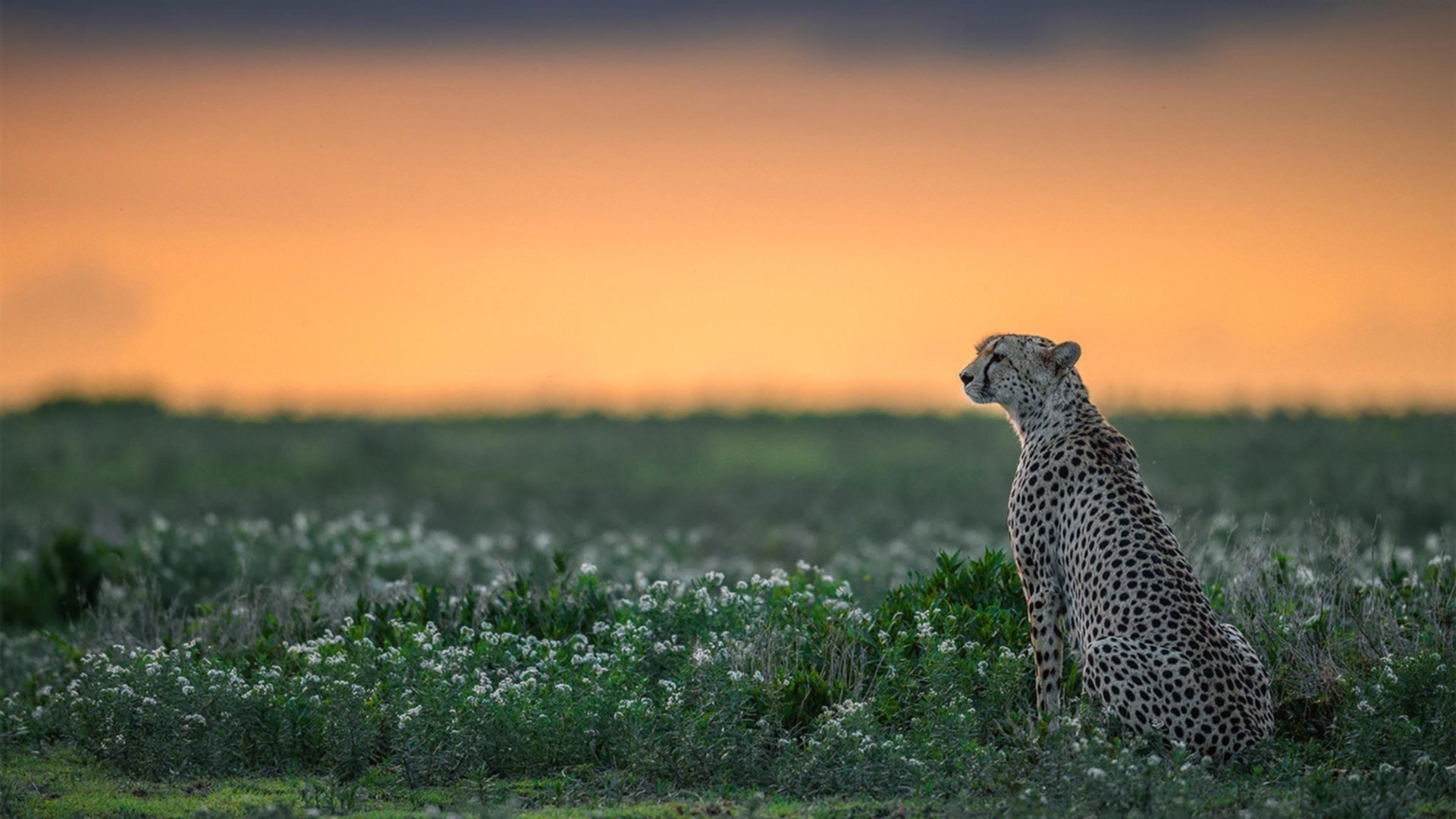 网坛大满贯选手因禁药被禁赛两年,网坛全满贯球员