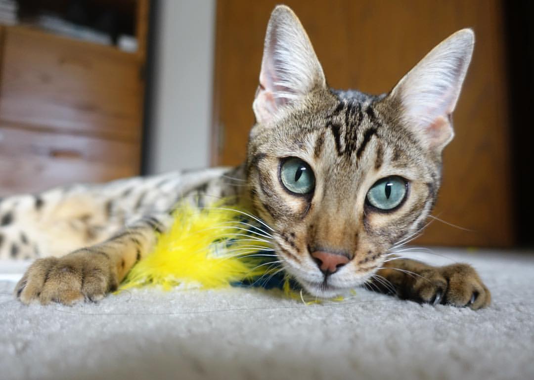 观众区视听体验纳入赛事评分体系,观众视角