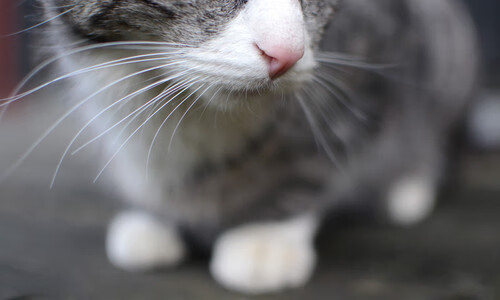 爱游戏电竞-国际田联推出新比赛规则，国际田联推出新比赛规则有哪些