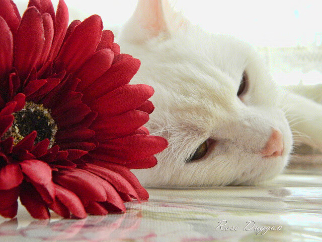 篮球训练视频教学课程深受学员喜爱,篮球教学视频篮球基础与实战技巧